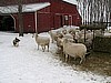 Shasta checking sheep